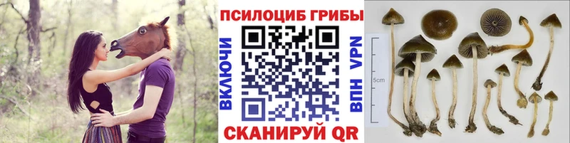 закладки  Дедовск  Псилоцибиновые грибы мицелий 
