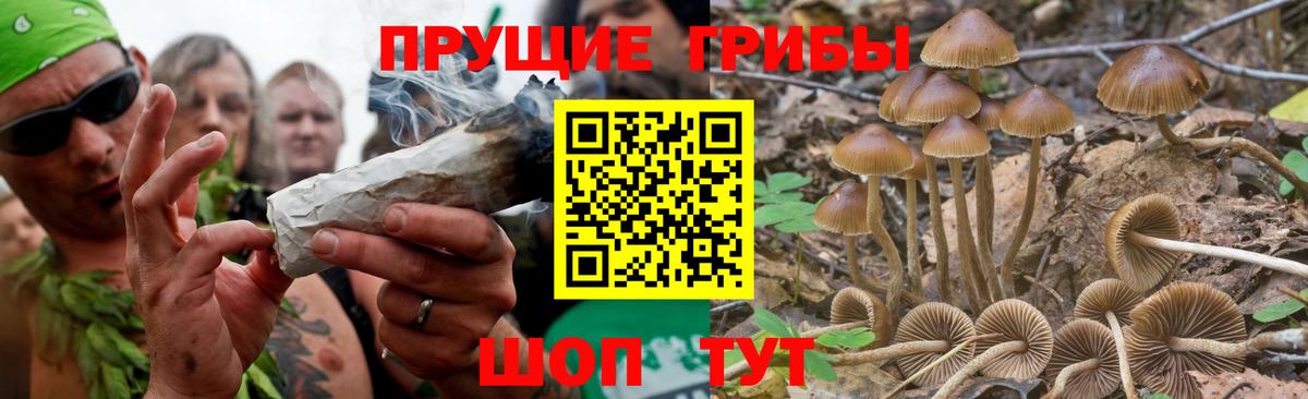 Галлюциногенные грибы Psilocybine cubensis Дедовск